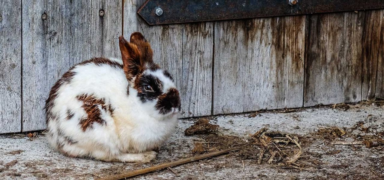 rabbit outside hutch
